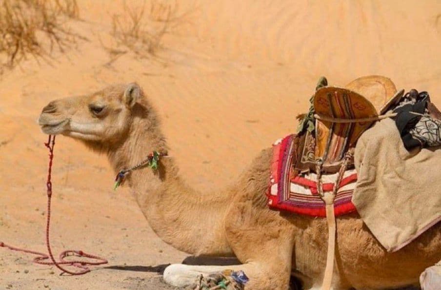 Sahara Desert Adventure - image 5